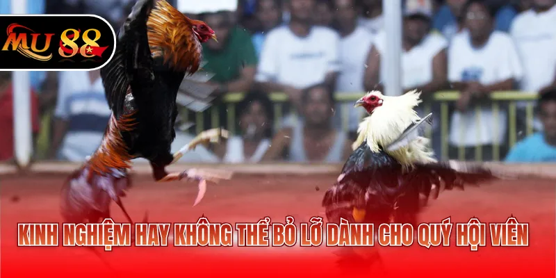 Kinh nghiệm hay không thể bỏ lỡ dành cho quý hội viên